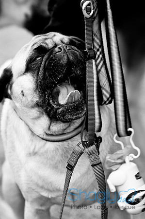Dog Park 02-20-2010