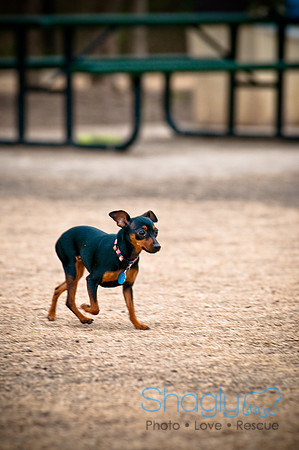 Dog Park 02-20-2010-24