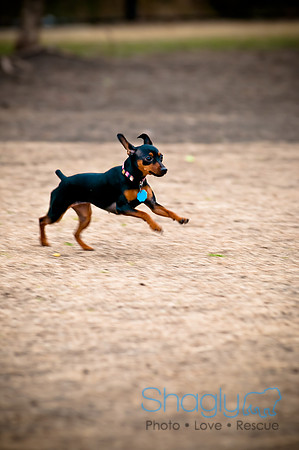 Dog Park 02-20-2010-22