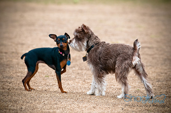Dog Park 02-20-2010-26