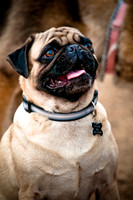 Dog Park 02-20-2010-2