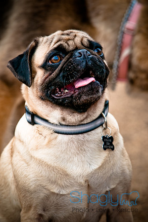 Dog Park 02-20-2010-2