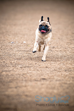 Dog Park 02-20-2010-45