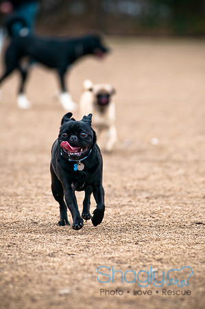 Dog Park 02-20-2010-47