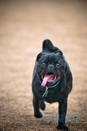 Dog Park 02-20-2010-37