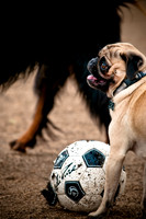 Dog Park 02-20-2010-5