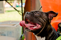 Dog Days of Denton 2011-8