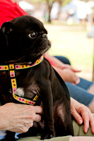Dog Days of Denton 2011-4