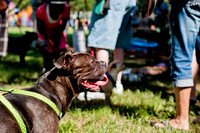 Dog Days of Denton 2011-7
