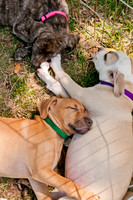 Dog Days of Denton 2011-20