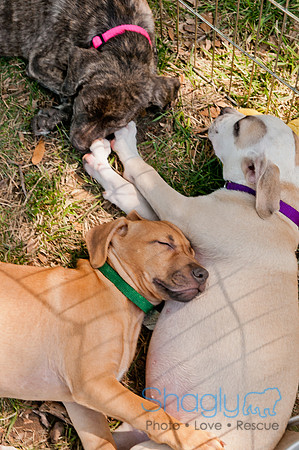 Dog Days of Denton 2011-20