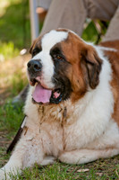 Dog Days of Denton 2011