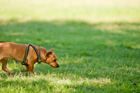 Dog Days of Denton 2011-6