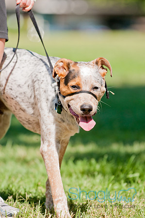 Dog Days of Denton 2011-17
