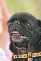 Dog Days of Denton 2011-13