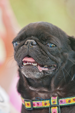 Dog Days of Denton 2011-13