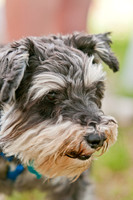 Dog Days of Denton 2011-19