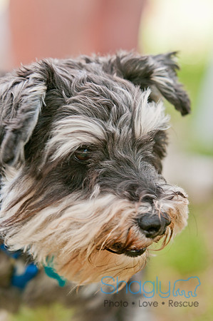 Dog Days of Denton 2011-19