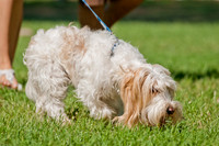 Dog Days of Denton 2011-15