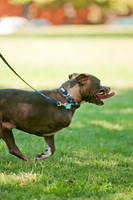 Dog Days of Denton 2011-5