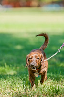 Dog Days of Denton 2011-16