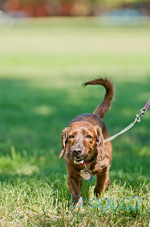 Dog Days of Denton 2011-16