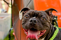 Dog Days of Denton 2011-9