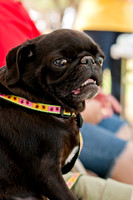 Dog Days of Denton 2011-2