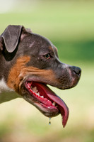 Dog Days of Denton 2011-10
