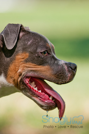 Dog Days of Denton 2011-10