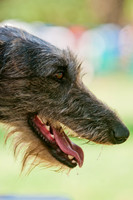 Dog Days of Denton 2011-18