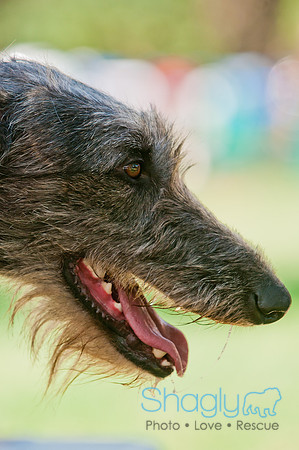 Dog Days of Denton 2011-18