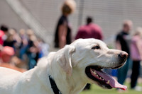 Dallas Dog Bowl 2011-7