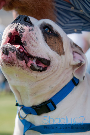 Dallas Dog Bowl 2011-38