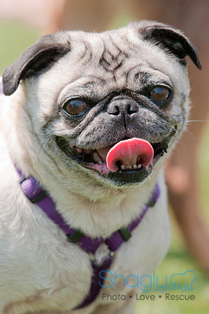 Dallas Dog Bowl 2011-42