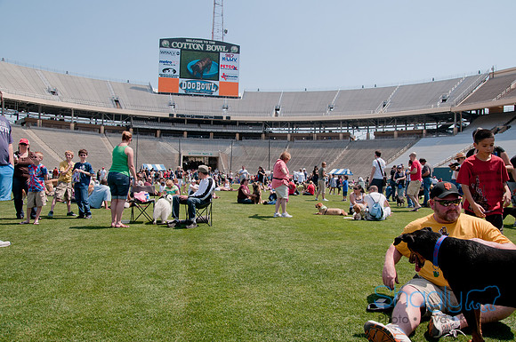 Dallas Dog Bowl 2011-46