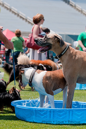 Dallas Dog Bowl 2011-17