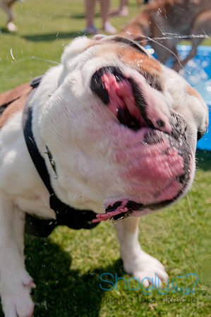 Dallas Dog Bowl 2011-68