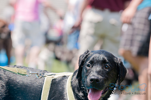 Dallas Dog Bowl 2011-21