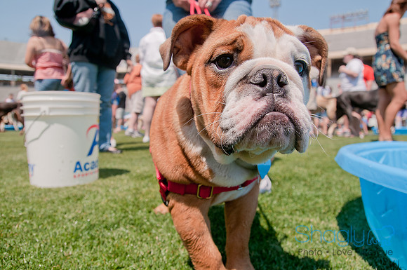 Dallas Dog Bowl 2011-59
