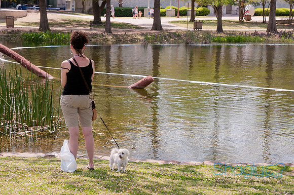 Dallas Dog Bowl 2011-91