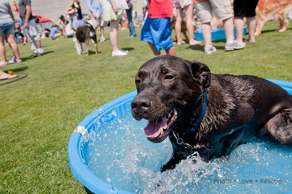 Dallas Dog Bowl 2011-55
