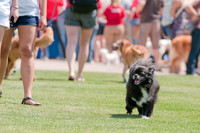 Dallas Dog Bowl 2011-8