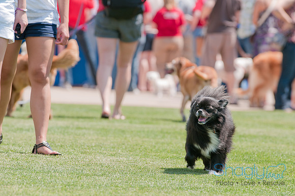 Dallas Dog Bowl 2011-8