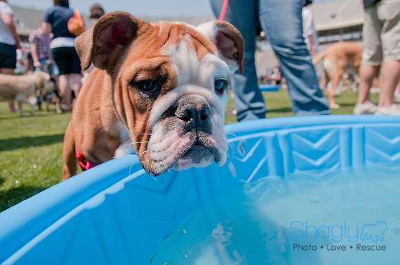 Dallas Dog Bowl 2011-61