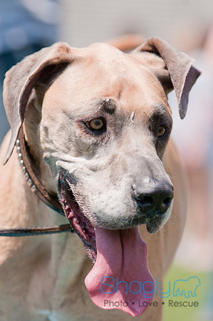 Dallas Dog Bowl 2011-26