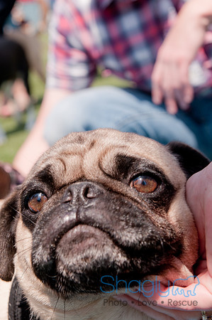 Dallas Dog Bowl 2011-52
