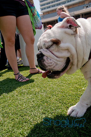 Dallas Dog Bowl 2011-62