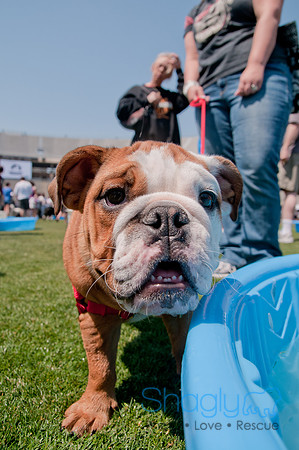 Dallas Dog Bowl 2011-60