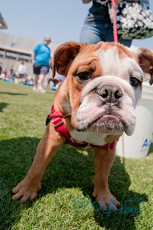 Dallas Dog Bowl 2011-58